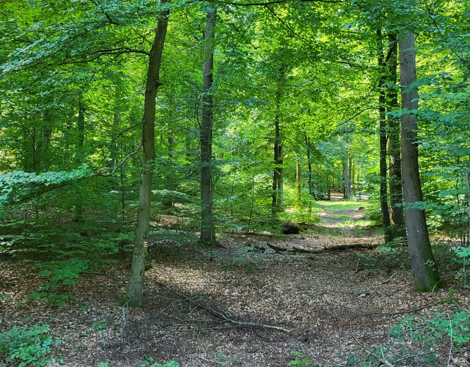 Weg im Wald bei Kelkheim im Taunus