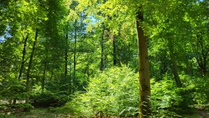 Wald bei Kelkheim im Taunus