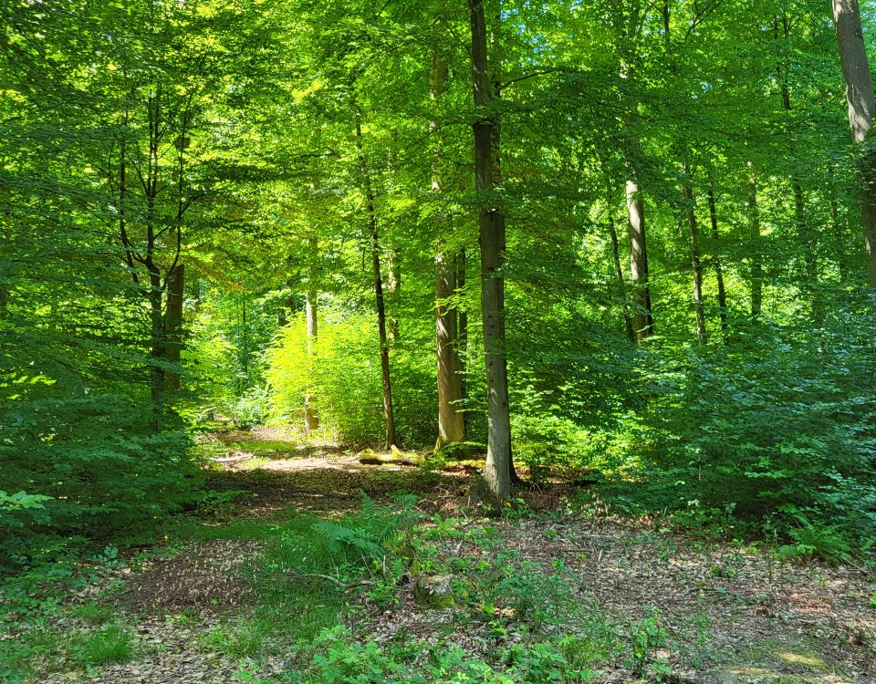 Waldlichtung im Wald bei Kelkheim im Taunus