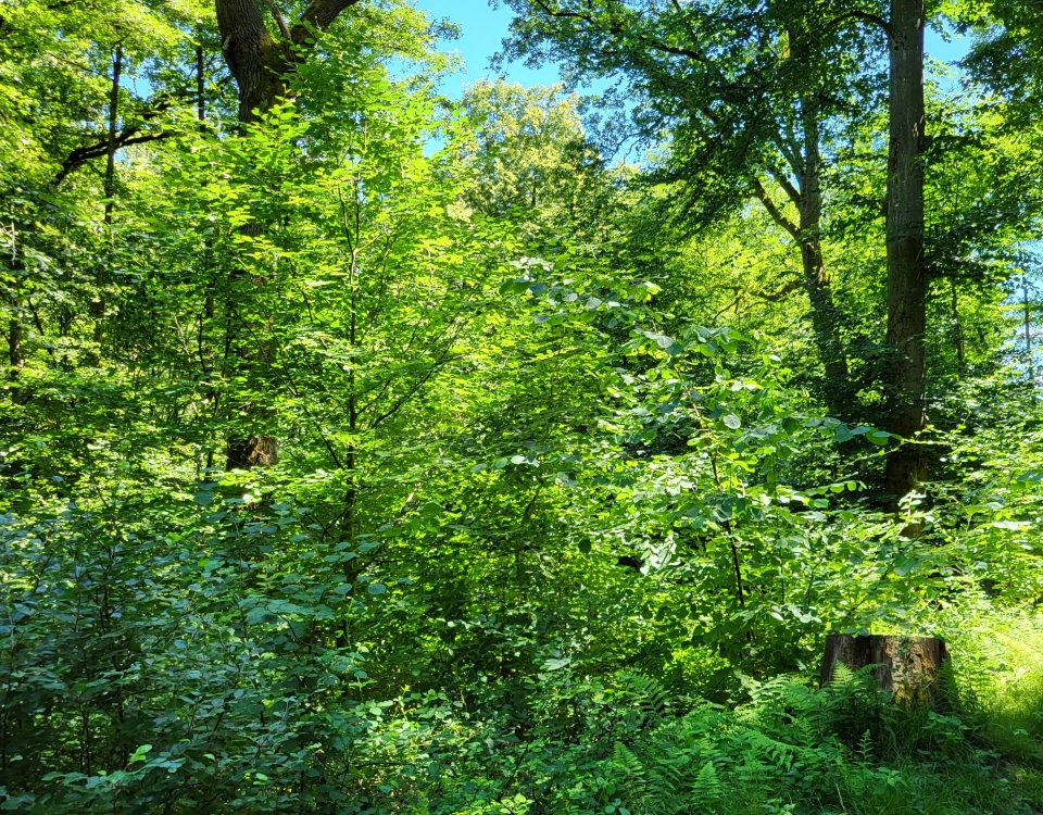 Im Wald bei Kelkheim im Taunus