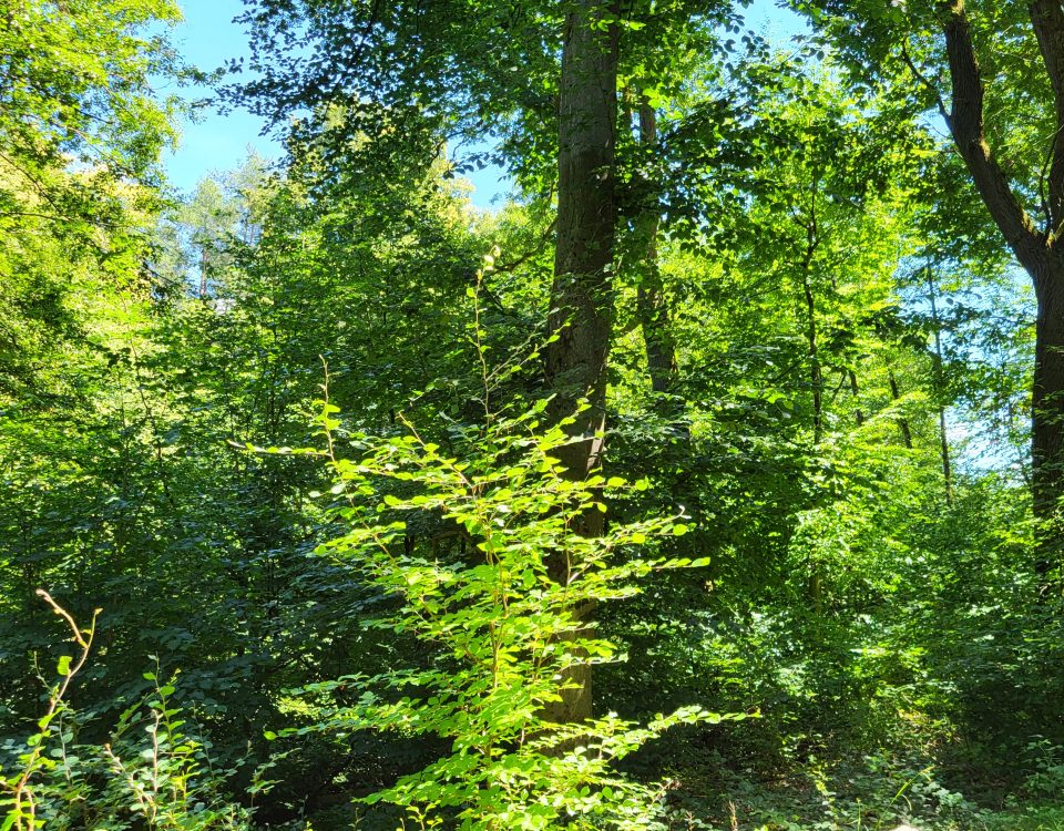 Dichtes Unterholz im Wald bei Kelkheim im Taunus